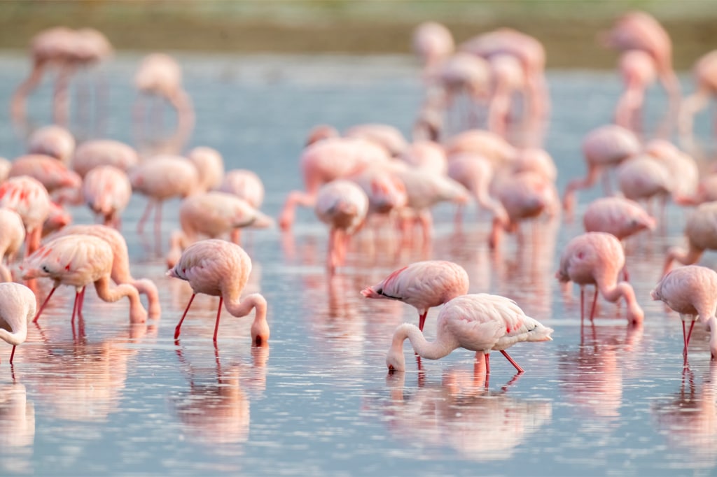 Fenicotteri minori nella regione di ndutu di Ngorongoro