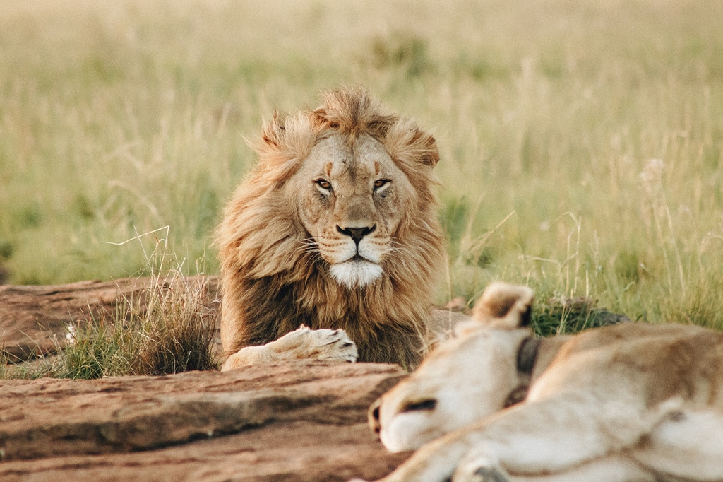 Lion and lioness at Serengeti National Park
