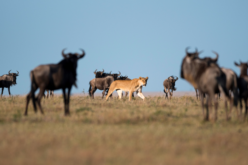 狮子穿过塞伦盖蒂角马群