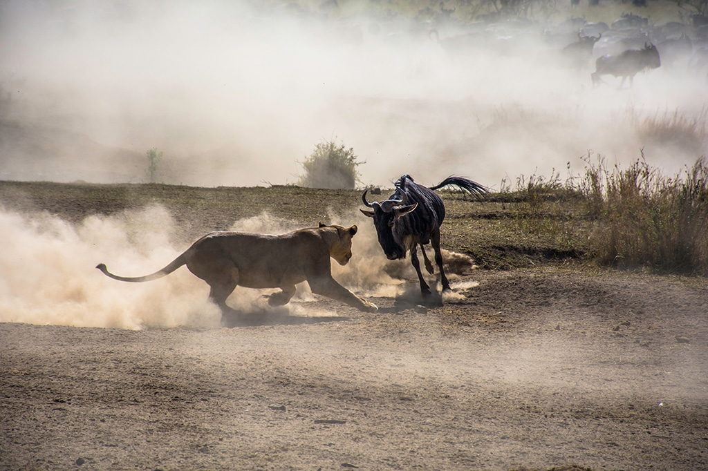 Een vrouwtjesleeuw valt een gnoe aan bij een waterpoel in het Serengeti National Park