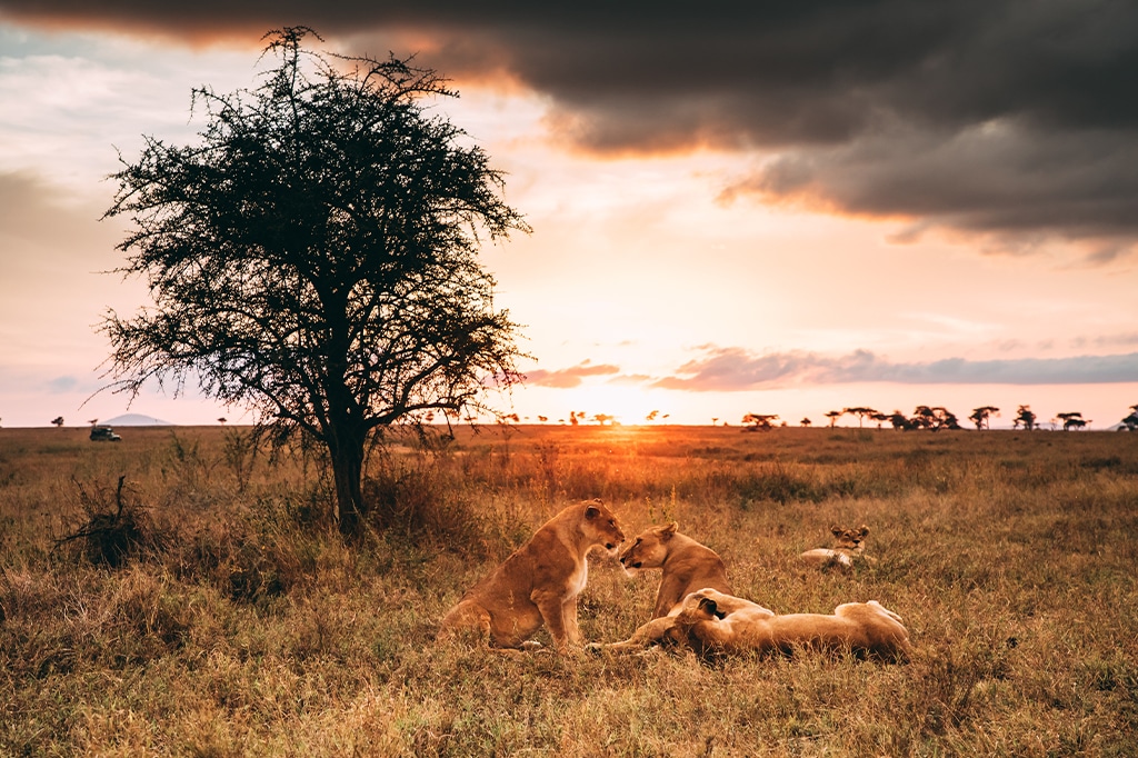Leeuwinnentrots op de savanne van het Serengeti National Park