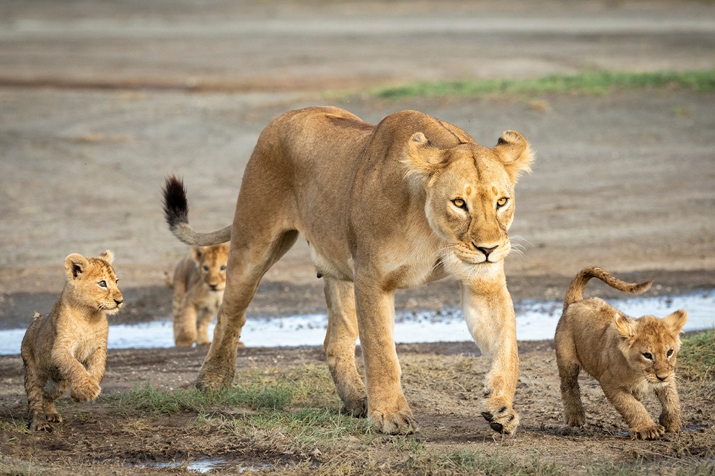 Adult lioness and her three cubs at Serengeti National Park