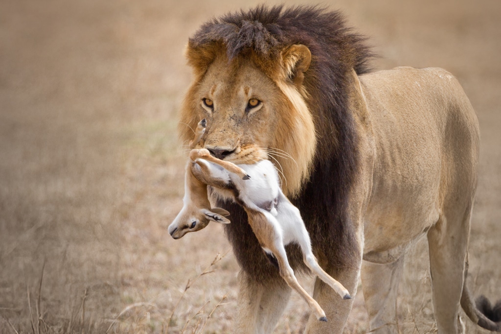 Mannelijke leeuw met gazellendoden in Serengeti National Park