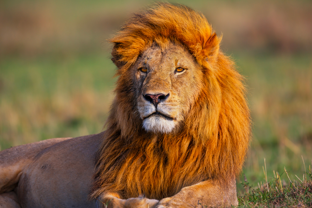 Male Lion Portrait Golden Hour Tanzania 1 Portrait of Lion enjoying the first rays of sun at Serengeti national park