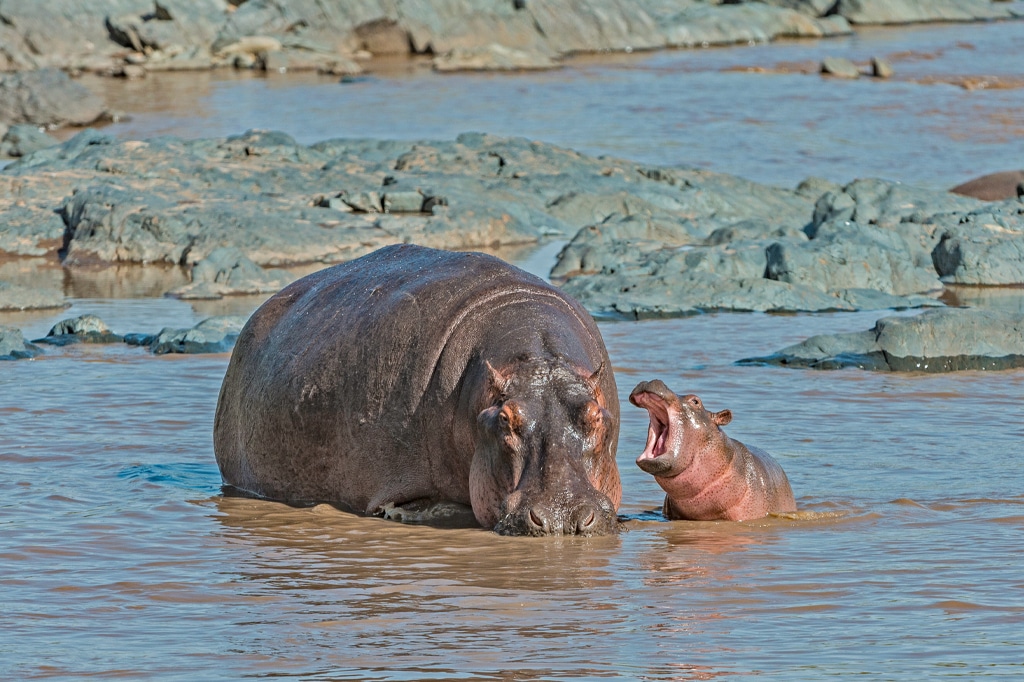 Mama und Baby Nilpferd im Pool im Katavi Nationalpark Tansania