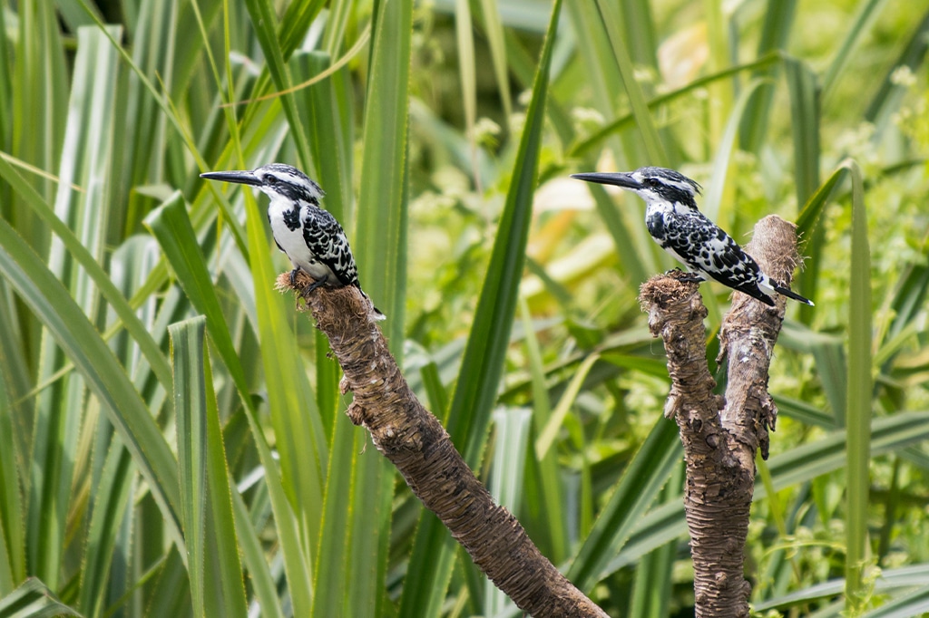 Two pied kingfishers, majestic animals with striking black and white plumage, perch on separate branches amid lush green foliage. - Easy Travel Tanzania