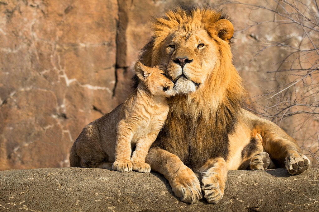 Real male Lion cuddled by his cub