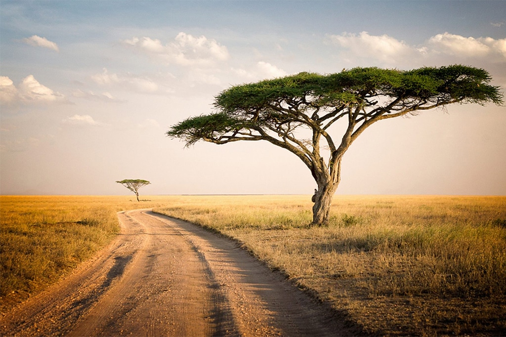 Savannevlaktes van het Serengeti National Park