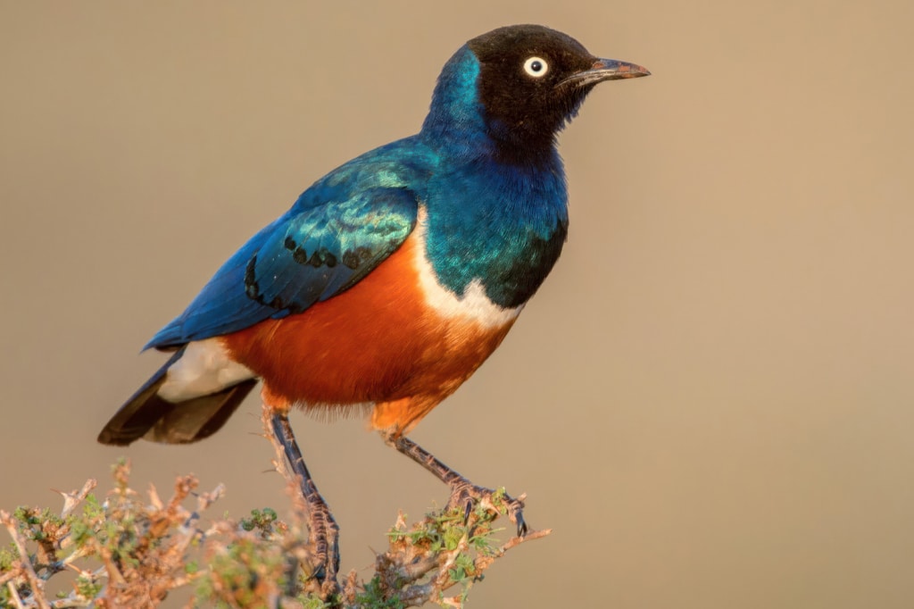 坦桑尼亚奔巴岛水疗中心