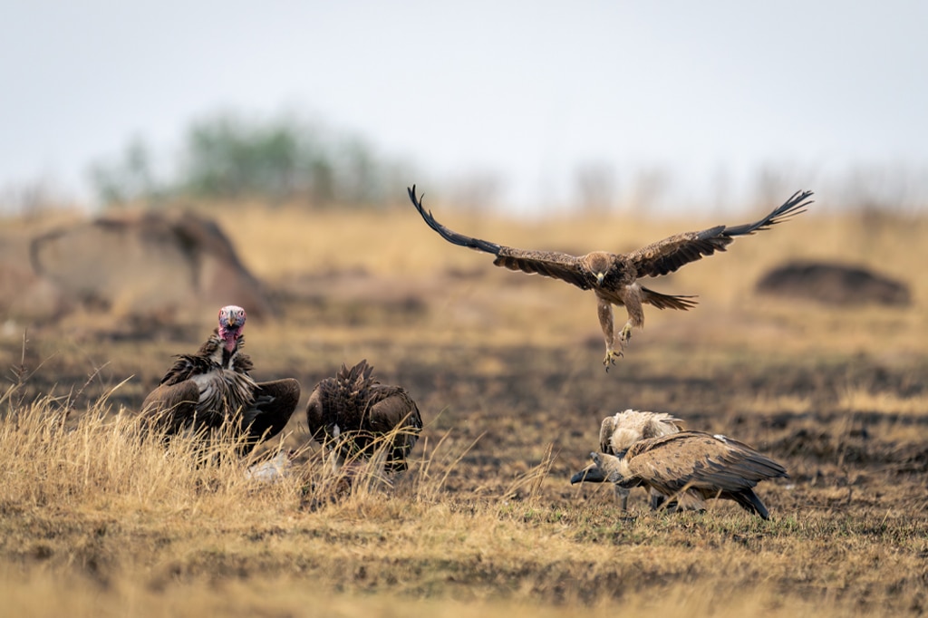 Tawny eagle flies over vultures with kill