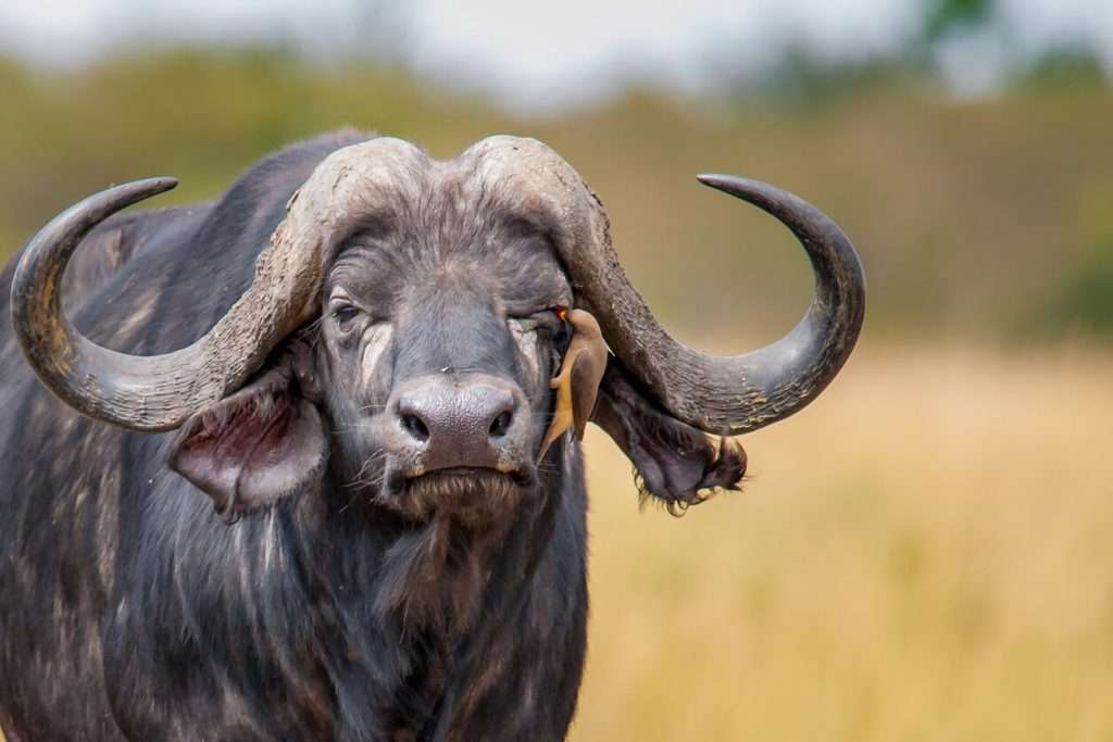 Tanzania - the big five safari buffalo 1024x683 1 - 7 tips for taking amazing photographs on a safari