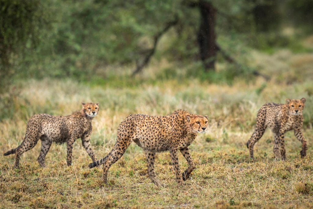 Trois guépards marchant sous la pluie à Ndutu, en Tanzanie