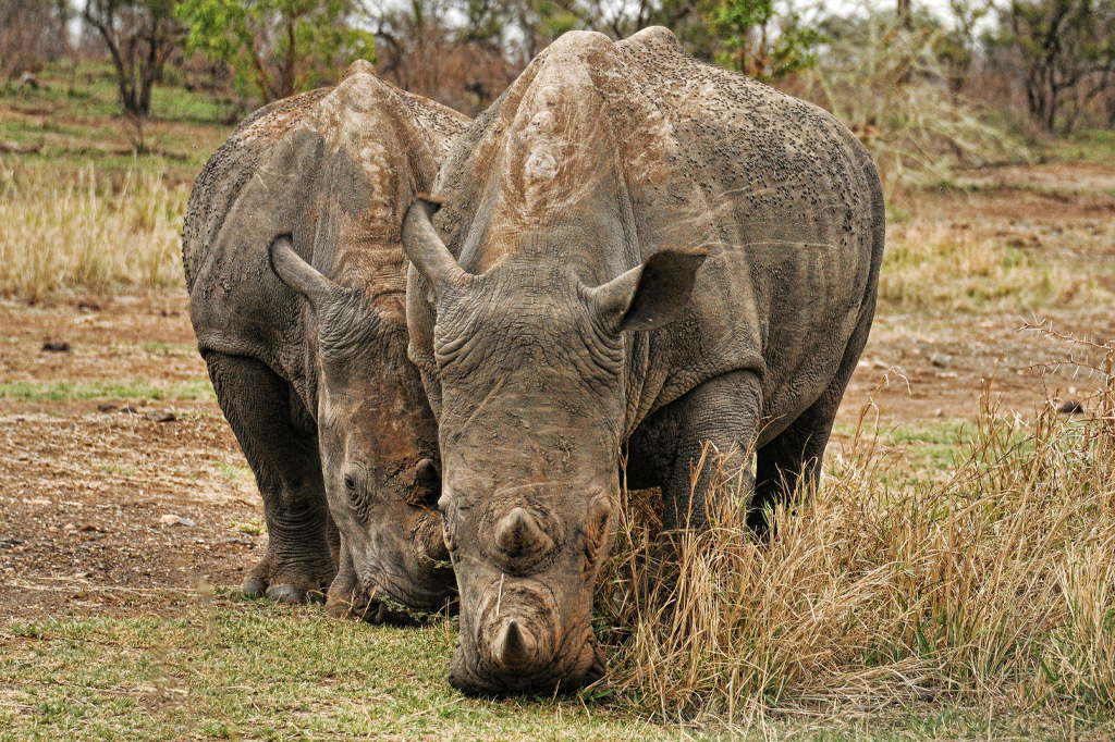 Two adult rhino gazing grass at Tanzania