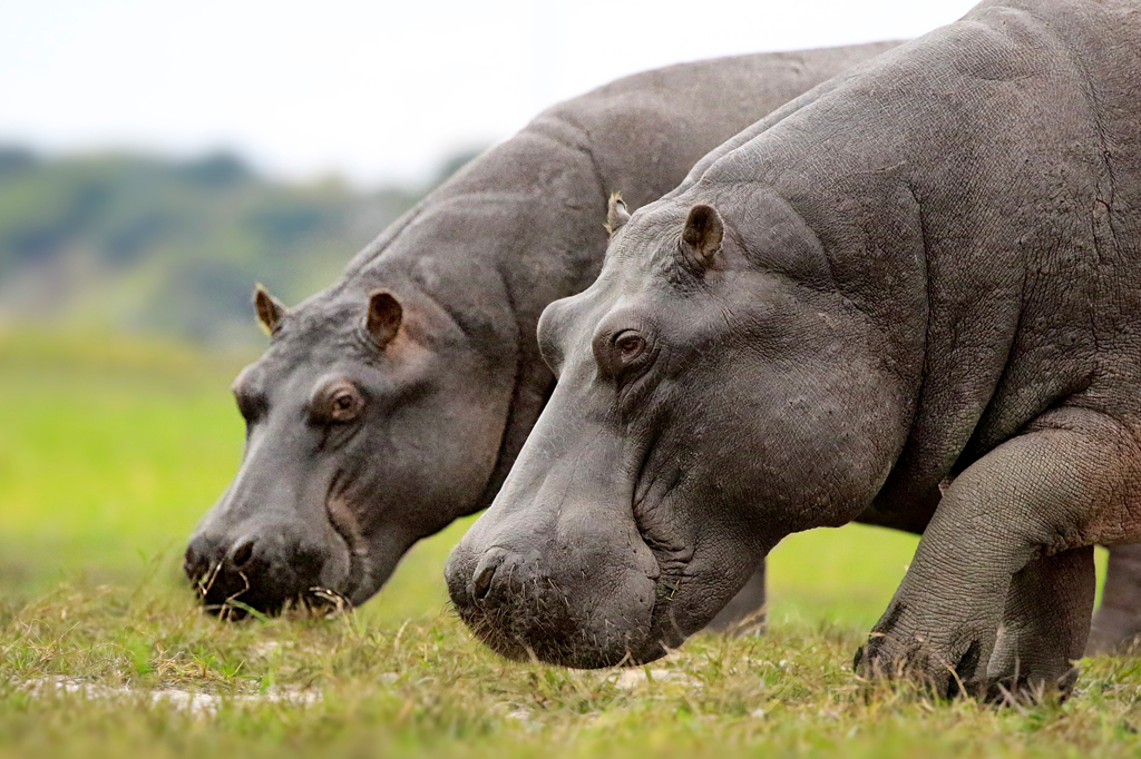 Zwei Flusspferde fressen Gras Chobe 1 Zwei Flusspferde fressen Gras im Chobe