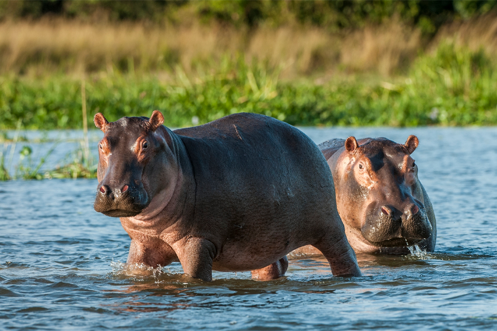 Zwei Nilpferde im Wasser Tansania 1 Zwei Flusspferde waten durch ein flaches Gewässer. Das Nilpferd im Vordergrund läuft auf die Kamera zu, während das andere teilweise untergetaucht ist. Im Hintergrund sind Grünflächen und eine unscharfe Grasfläche zu sehen. Das Sonnenlicht hebt die strukturierte Haut der Tiere hervor. – Easy Travel Tanzania