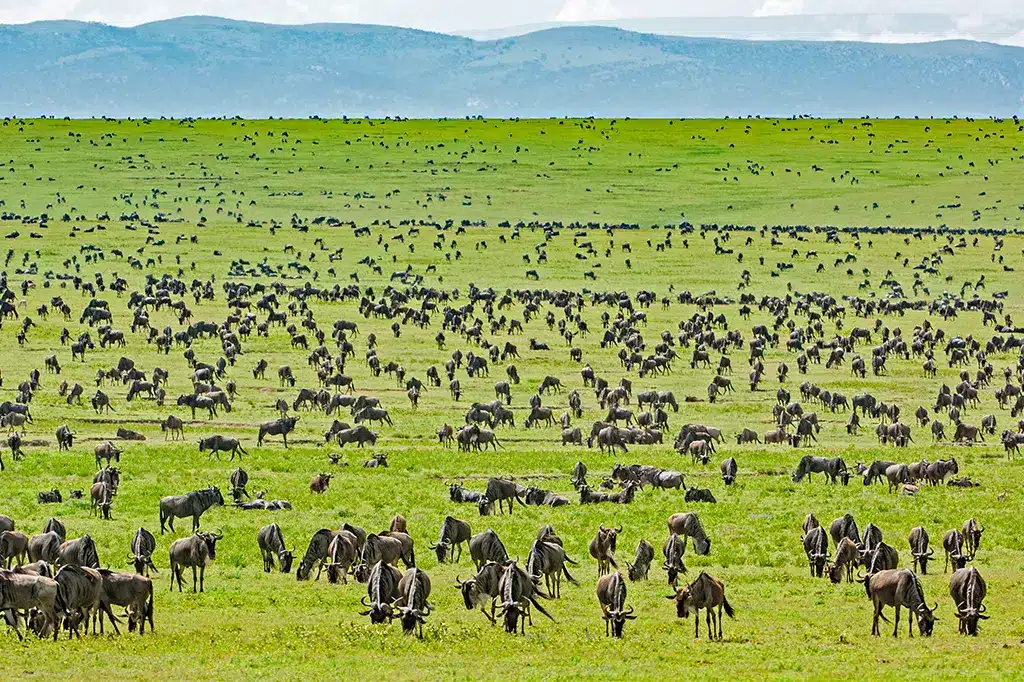 Wildebeest Migration Grassland Serengeti National Park Tanzania.jpg Wildebeest Migration Grassland Serengeti National Park Tanzania.jpg