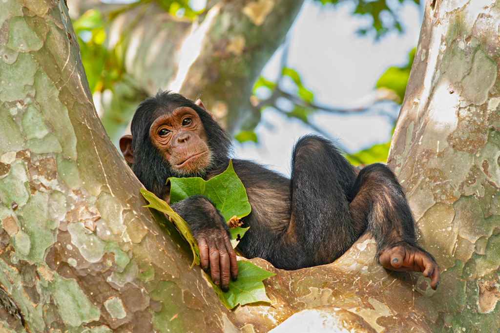 木でくつろぐ若いチンパンジー（タンザニア、ゴンベ）