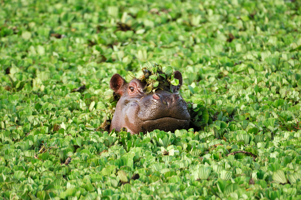 Junges Nilpferd, das im Wasser schwimmt, Tansania 1 Ein Nilpferd, teilweise unter Wasser, ist von leuchtend grünen Wasserpflanzen umgeben. Sein Kopf ragt über die Wasseroberfläche, mit einigen Blättern darauf, und fügt sich nahtlos in die üppige Umgebung ein. – Easy Travel Tanzania