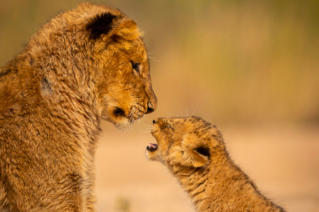 年轻的狮子咆哮的老狮子 坦桑尼亚
