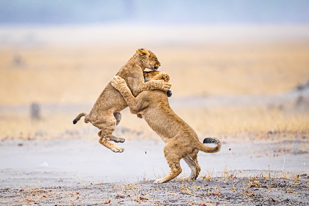 Jonge leeuwen spelen in het Serengeti National Park