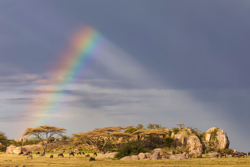 A landscape with Serengeti savannah trees and rocky outcrops under a dark, cloudy sky. A vibrant rainbow arches from the sky to the ground. Groups of grazing animals are visible in the grassland, adding to the serene scene. - Easy Travel Tanzania
