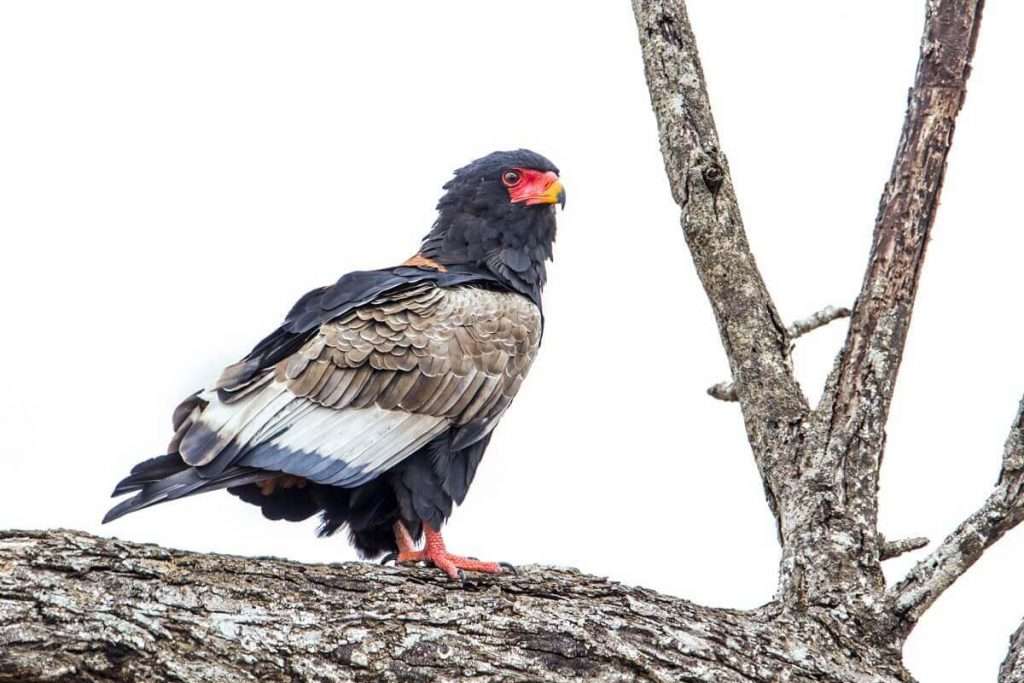 Tansania - Bateleur-Vogelwelt von Tansania - Vogelwelt von Tansania
