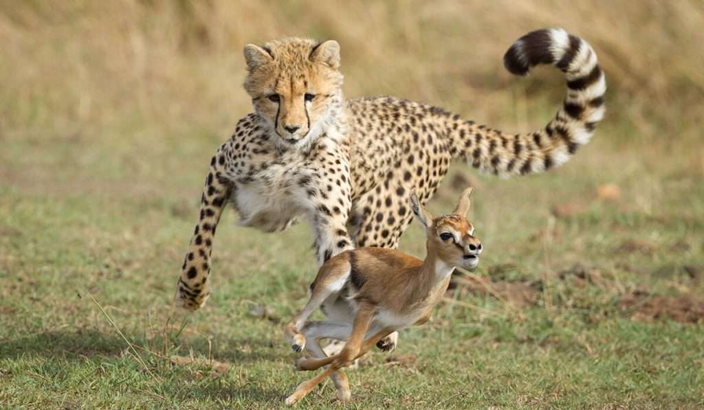 Tanzania - cheetah - What animals will I see on safari in Tanzania?