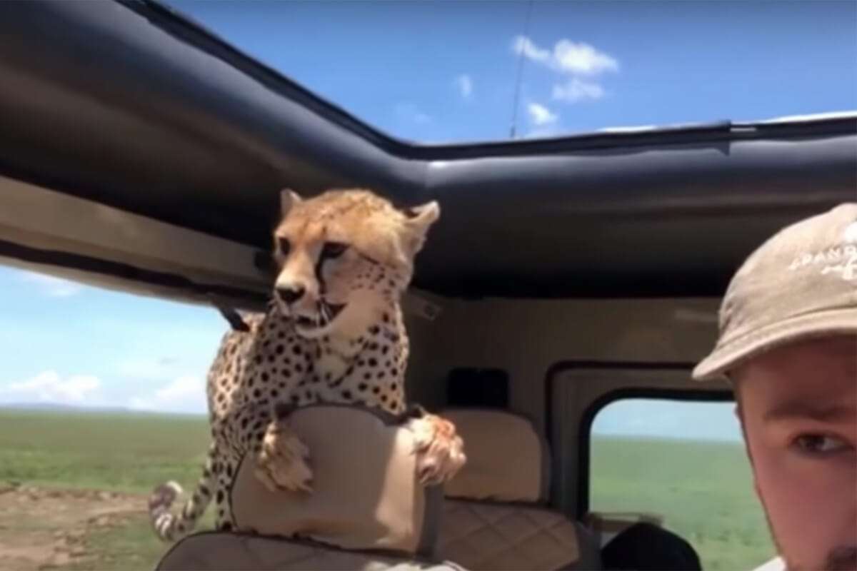 Tanzania - cheetah jumps into car - curious cheetah jumps onto the backseat during a serengeti safari