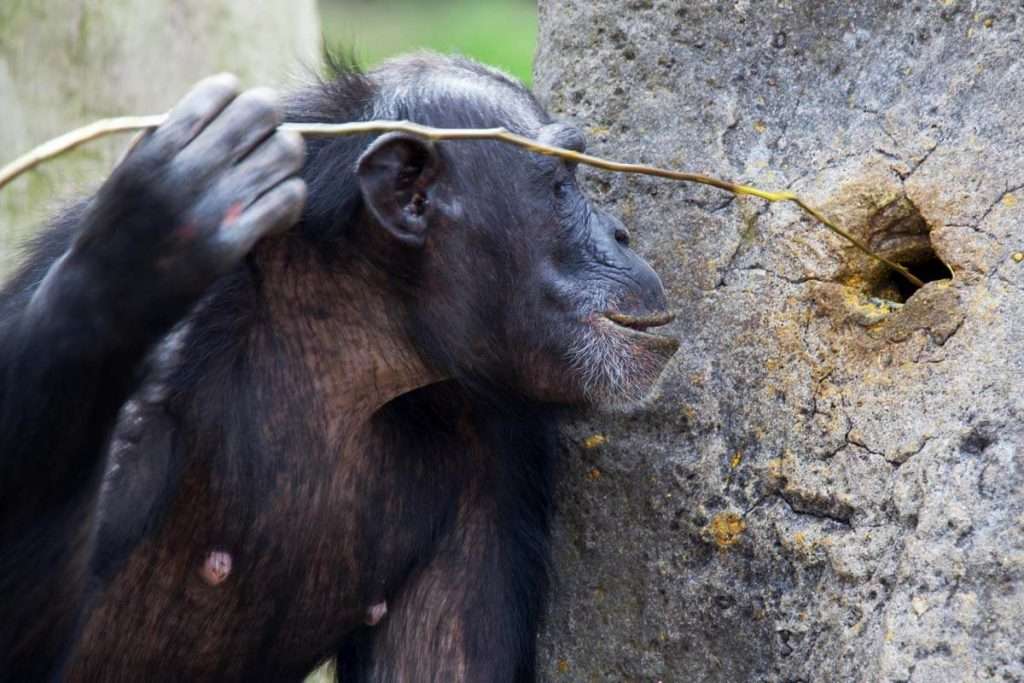 Tanzania - wist u feiten over chimpansees 2 1024x683 1 - vijf feiten over chimpansees die u zullen verbazen