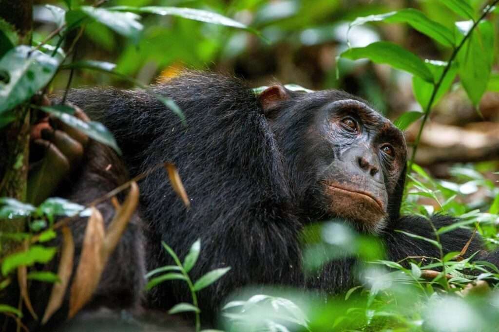 A solitary chimpanzee lies on the forest floor, embraced by lush greenery. Its calm expression reflects serenity as its eyes gaze into the distance. Sunlight filters through the leaves, softly illuminating patches of its fur. - Easy Travel Tanzania