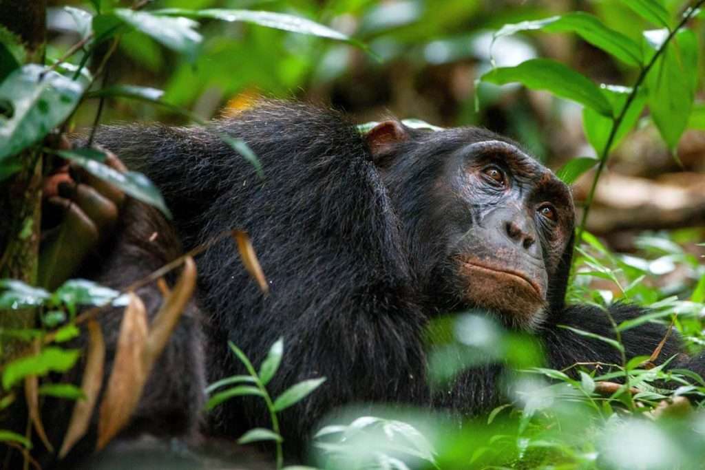 Did you know facts about chimpanzees 3 1024x683 1