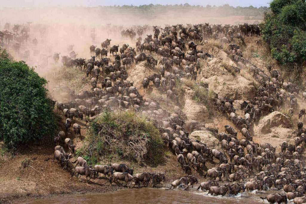 Tanzania - experience tanzania 1 - when is the best time to see the great migration?