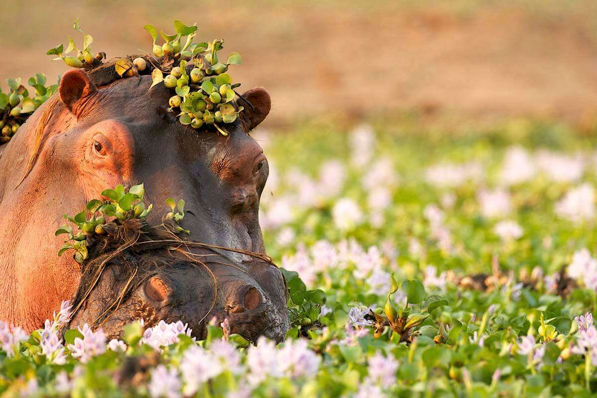 Ein Nilpferd, eingehüllt in grüne Vegetation, liegt teilweise unter Wasser, umgeben von rosa und violetten Wasserhyazinthen. Der unscharfe Hintergrund hebt seinen natürlichen Lebensraum hervor. – Easy Travel Tanzania