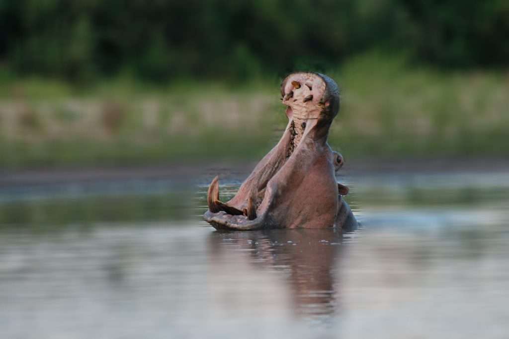 Tanzania - hippo in tanzania 1024x683 1 - 7 tips for taking amazing photographs on a safari