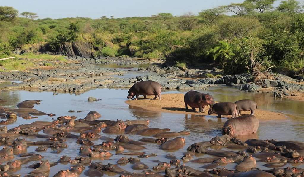 Tanzania - nijlpaarden - welke dieren zie ik op safari in Tanzania?