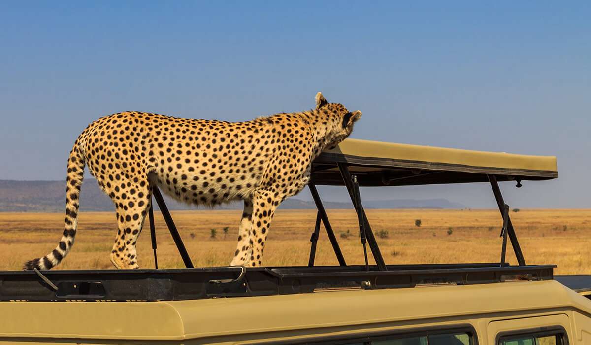 Tanzania - istock 1346740961 - curious cheetah jumps onto the backseat during a serengeti safari