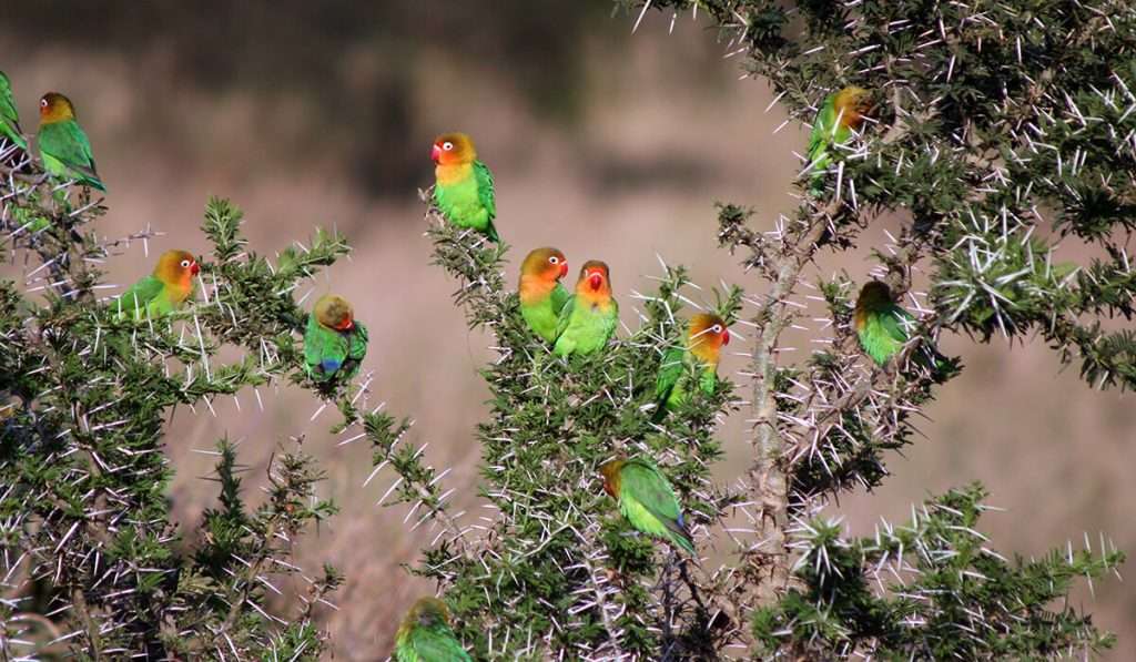 Tansania - Stock 537825614 - Vogelwelt von Tansania