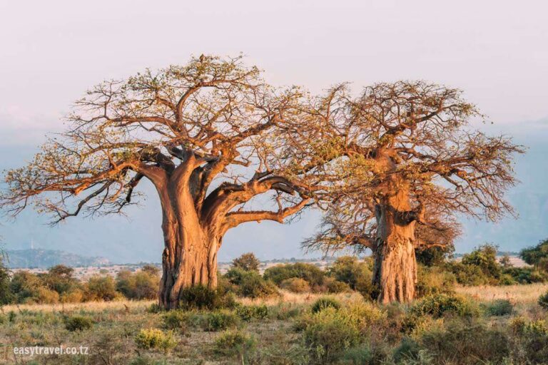 Zwei prächtige Affenbrotbäume stehen bei Sonnenuntergang in einer grasbewachsenen Landschaft, im Hintergrund ist eine Bergkette schwach zu erkennen. Die ikonischen Baobabs sind in warmes, goldenes Licht getaucht. – Easy Travel Tanzania