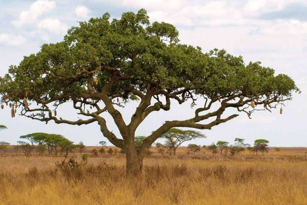 Tanzania - kigelia tree sausage tree tanzania 1024x683 1 - the 3 most famous trees in tanzania