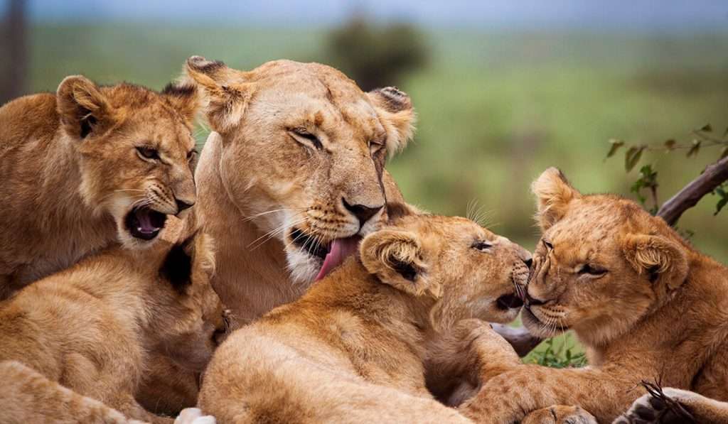 Tanzania - lion - what animals will i see on safari in tanzania?