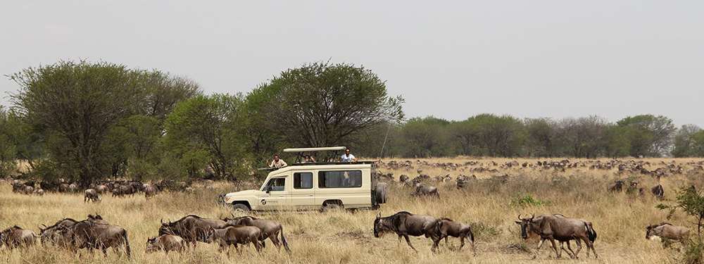 Tanzania - most out of safari1 - How many animals in the Serengeti?