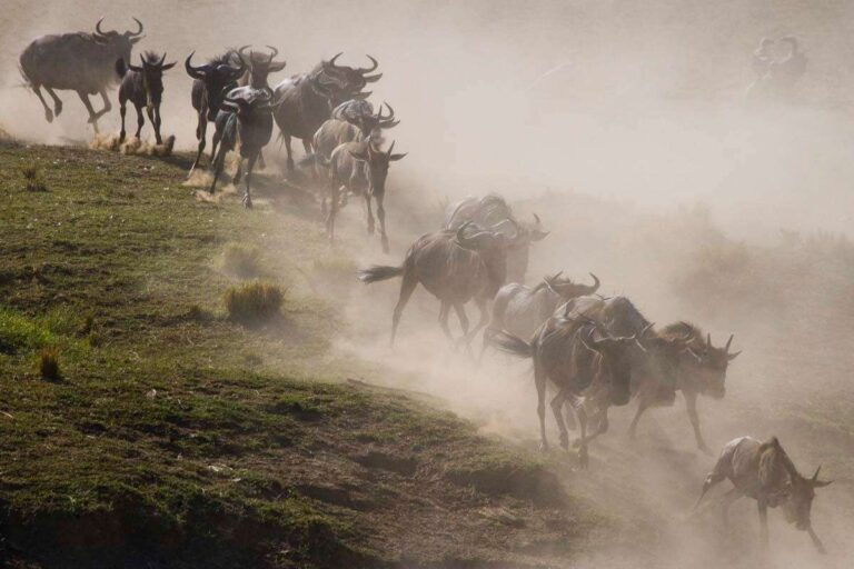 A herd of wildebeests runs across a dusty landscape, kicking up clouds of dirt. The scene captures the animals in motion during a thrilling safari, with the sun casting shadows and highlighting their dynamic movement, embodying the essence of wildebeest migration. - Easy Travel Tanzania