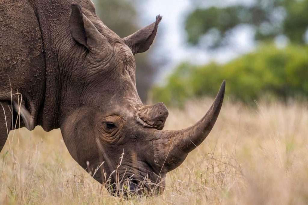 Tanzania - rhino spotted safari ngorongoro 1024x683 1 - top 10 amazing facts about the ngorongoro crater