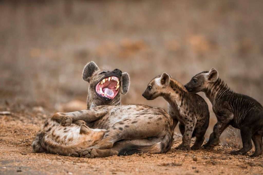 Safari wildlife facts hyena africa tanzania 1