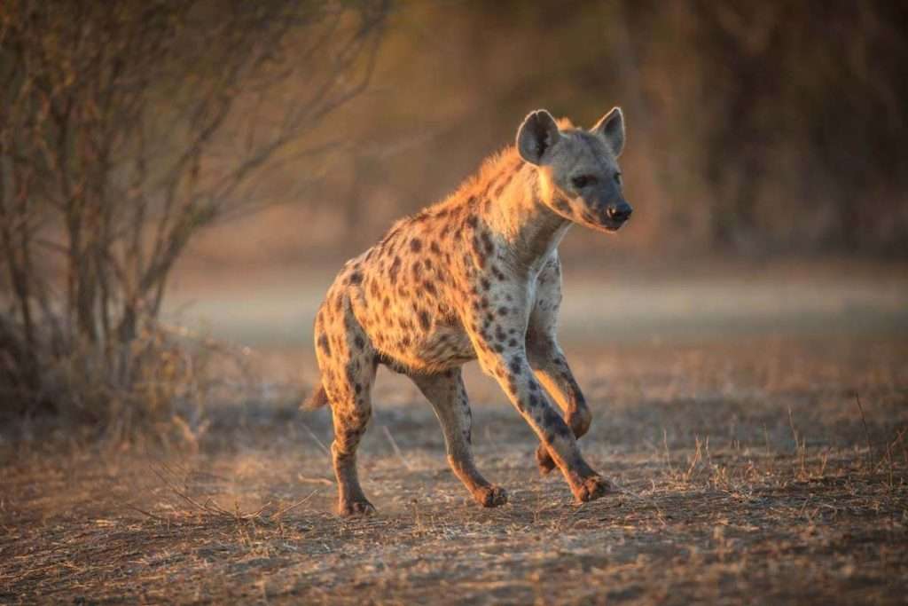 Safari wildlife facts hyena africa tanzania 2