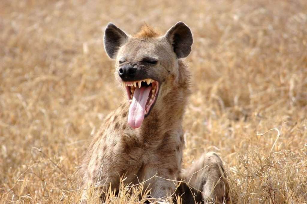 Tanzania - safari djurlivsfakta hyena afrika tanzania 4 - 5 saker du inte visste om hyenor