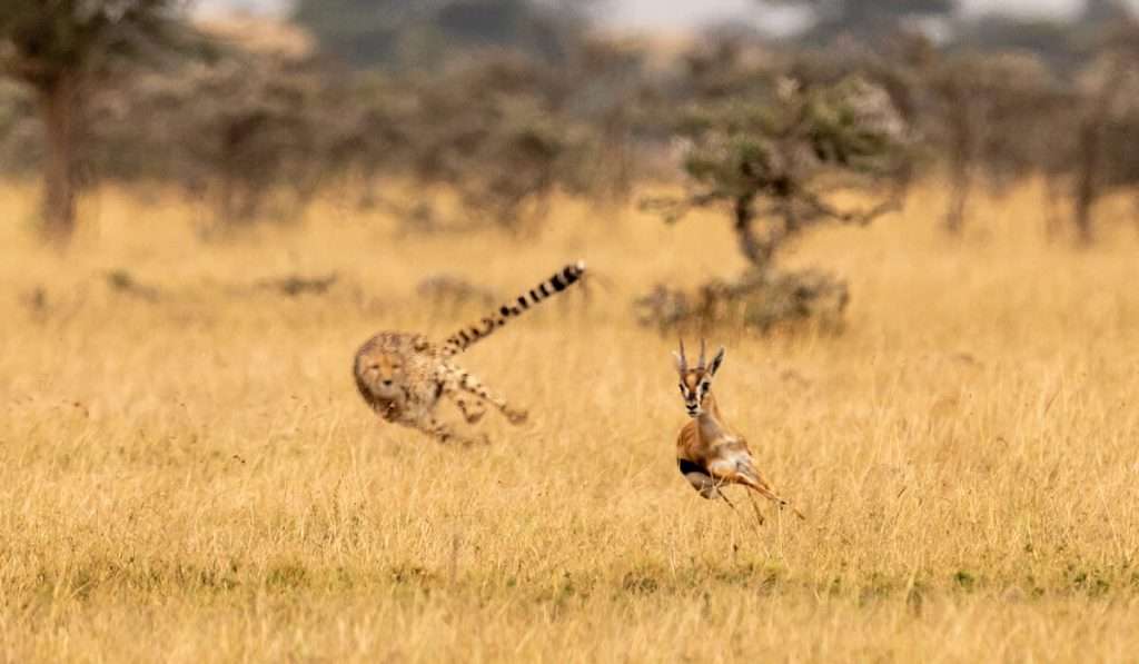Tanzania - shutterstock 1169501824 - verbazingwekkende feiten over de cheetah