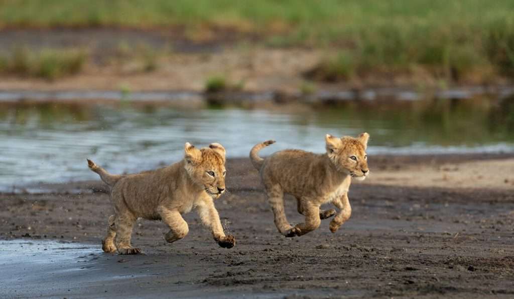 Tanzanie - shutterstock 1766635346 - le roi lion : vous avez vu le film, profitez maintenant de la réalité !