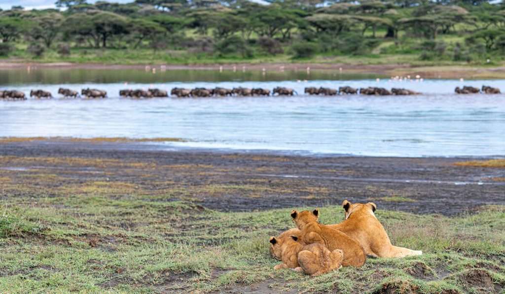Tanzania - Shutterstock 1985989940 - Las 4 regiones del serengeti y por qué son importantes
