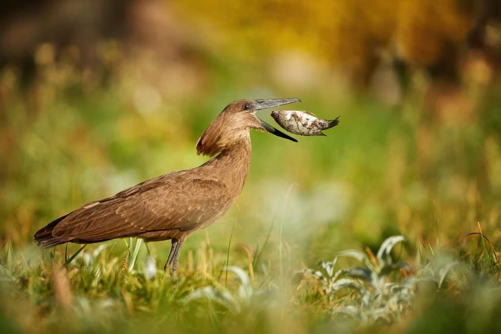 Tansania - Shutterstock 2011648616 - Vogelwelt von Tansania